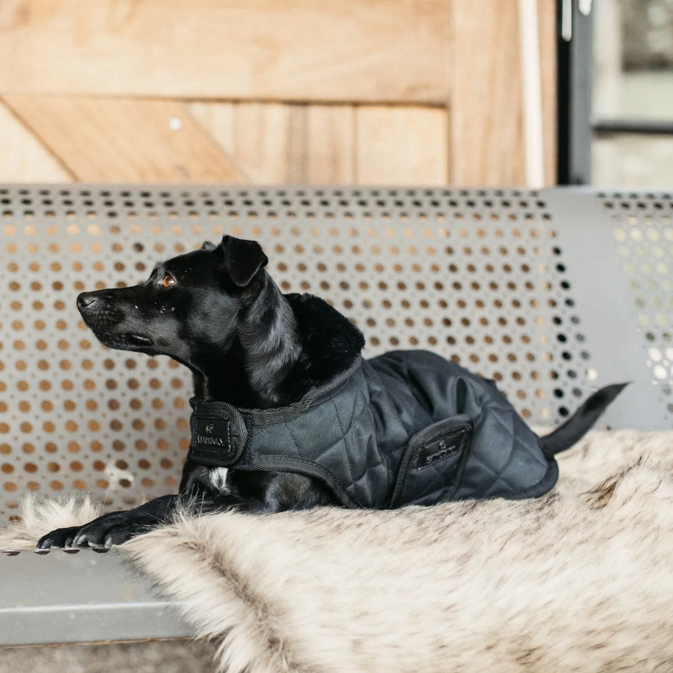 Kentucky Horsewear Dog Rug