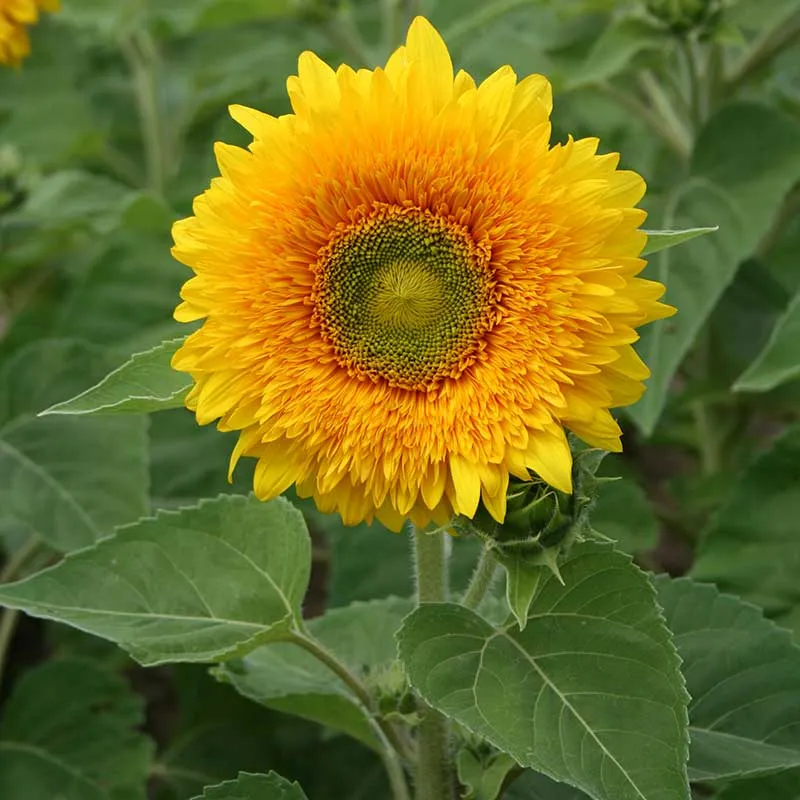 Sunflower Teddy Bear Seed