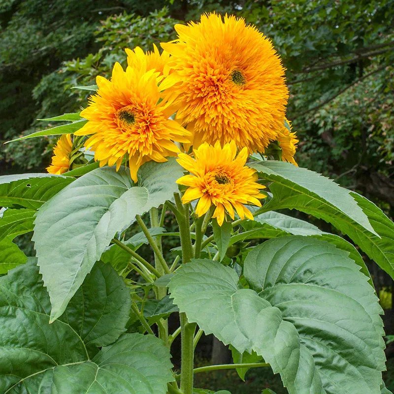 Sunflower Teddy Bear Seed
