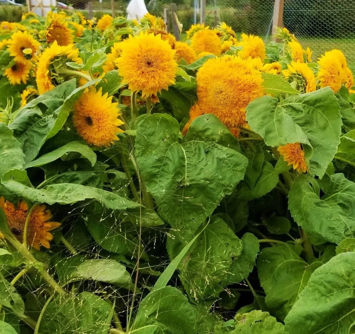 Sunflower Teddy Bear Seed