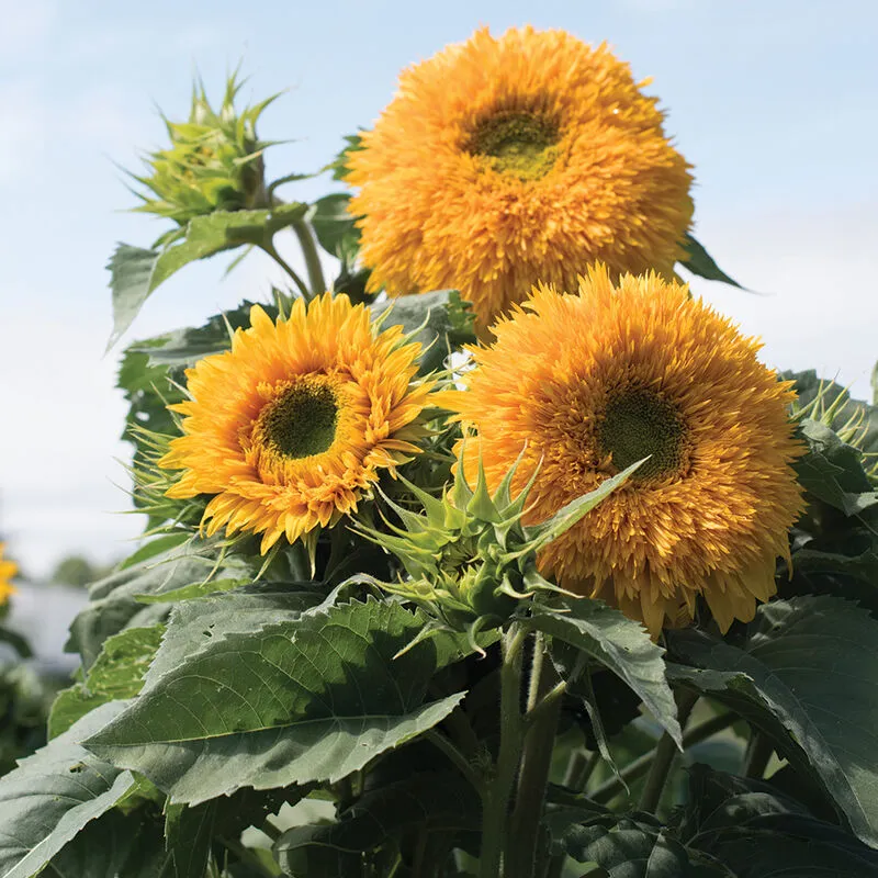 Sunflower Teddy Bear Seed