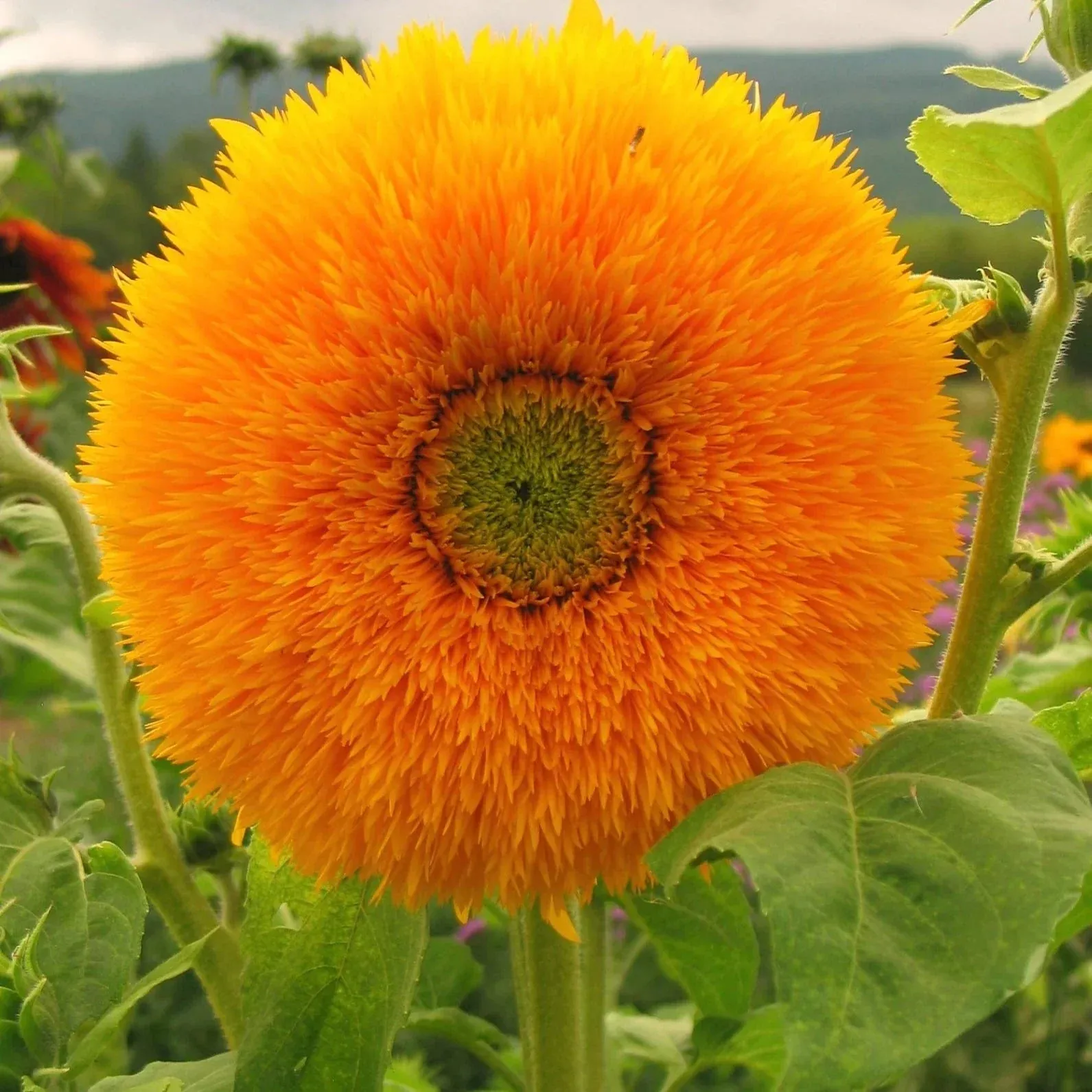 Sunflower Teddy Bear Seed