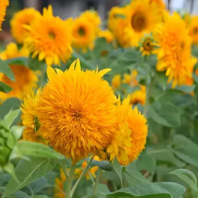 Sunflower Teddy Bear Seed